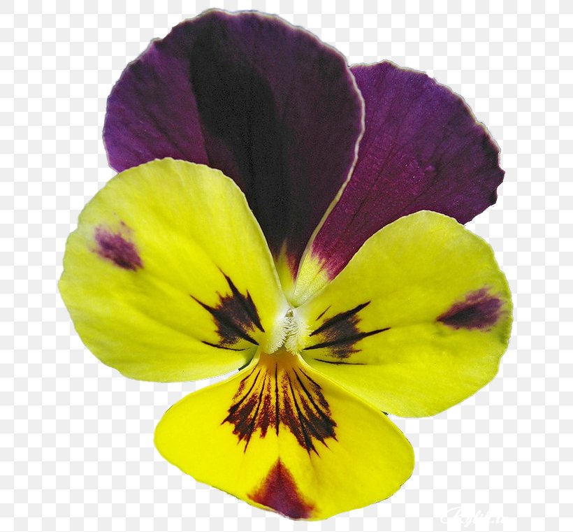 Pansy, PNG, 670x761px, Pansy, Flower, Flowering Plant, Petal, Plant Download Free