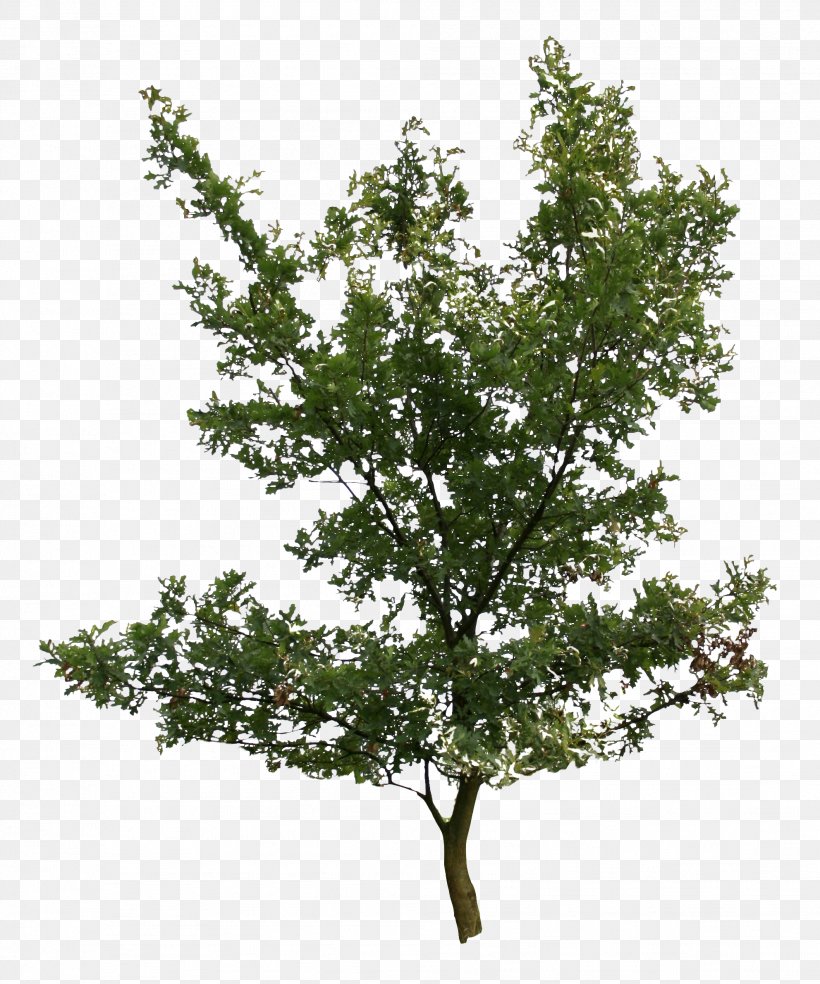 Tree Oak Plant Birch, PNG, 1983x2382px, Tree, Alder, Birch, Branch, Evergreen Download Free
