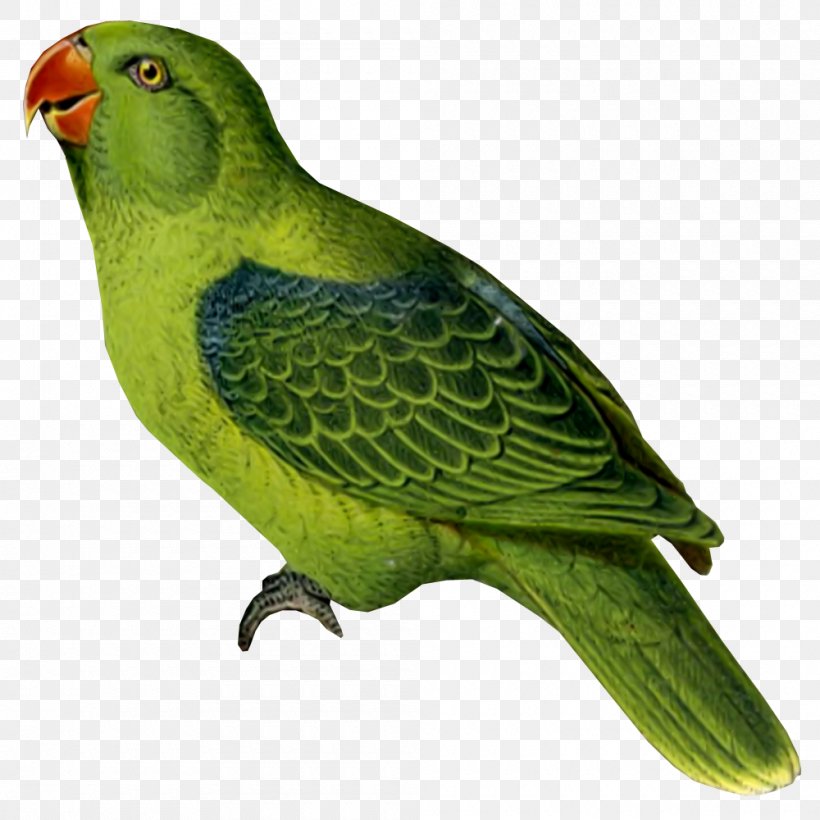 Bird Parrot Budgerigar Parakeet Cockatiel, PNG, 1000x1000px, Bird, Alexandrine Parakeet, Animal, Beak, Budgerigar Download Free