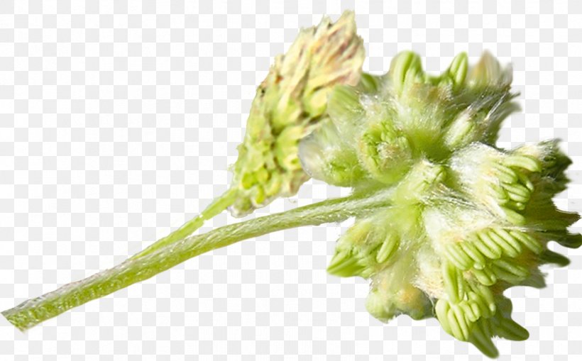 Broccoli Plant Stem, PNG, 827x514px, Broccoli, Bud, Leaf Vegetable, Plant, Plant Stem Download Free