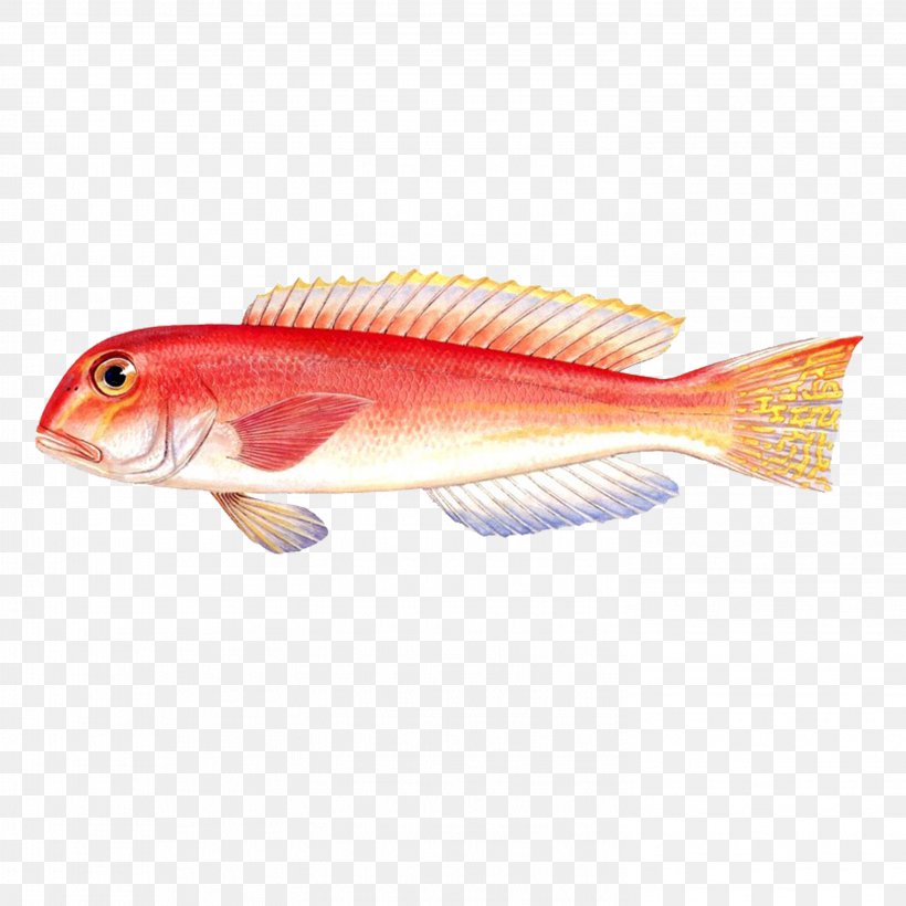 Classic Of Mountains And Seas Priacanthus Red Tilefish U8d64u9c6c, PNG, 2953x2953px, Classic Of Mountains And Seas, Fish, Fish Products, Homo Sapiens, Mermaid Download Free