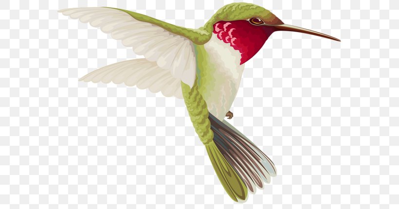 Hummingbird Clip Art, PNG, 600x430px, Bird, Beak, Bird Feeders, Bird Feeding, Bird Of Prey Download Free