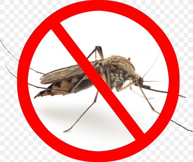 Marsh Mosquitoes Pest Control Mosquito Control Gnat Zika Virus, PNG, 2715x2286px, Marsh Mosquitoes, Aedes Albopictus, Arthropod, Cricket, Fly Download Free