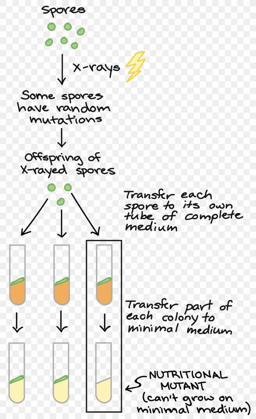 One Gene–one Enzyme Hypothesis Mutation Experiment Biology, PNG, 878x1434px, Gene, Area, Biochemistry, Biology, Diagram Download Free