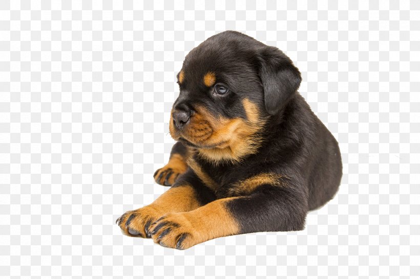 Rottweiler Labrador Retriever Puppy Pet Dog Breed, PNG, 1200x800px, Rottweiler, Afghan Hound, Animal, Boxer, Breed Download Free