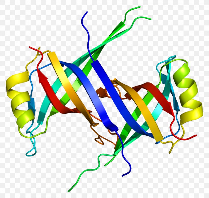 Single-stranded Binding Protein SSBP1 DNA Gene, PNG, 906x860px, Watercolor, Cartoon, Flower, Frame, Heart Download Free