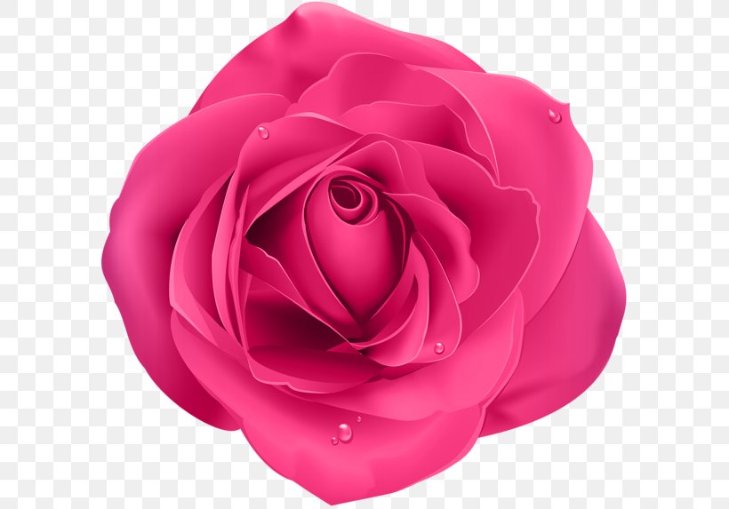 Blue Rose Garden Roses Pink Flower Clip Art, PNG, 600x573px, Blue Rose, Blue, Centifolia Roses, China Rose, Cut Flowers Download Free