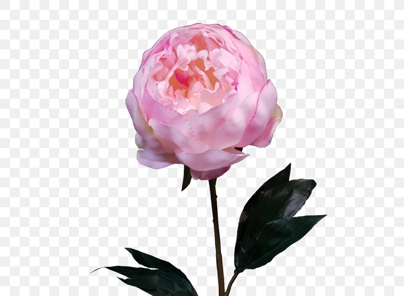 Centifolia Roses Garden Roses Peony Cut Flowers Flower Bouquet, PNG, 800x600px, Centifolia Roses, Artificial Flower, Cranberry, Cut Flowers, Flower Download Free