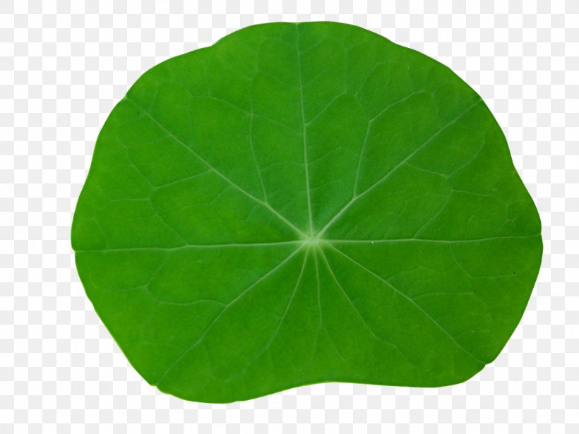 Green Leaf, PNG, 1024x768px, Green, Grass, Leaf, Plant Download Free