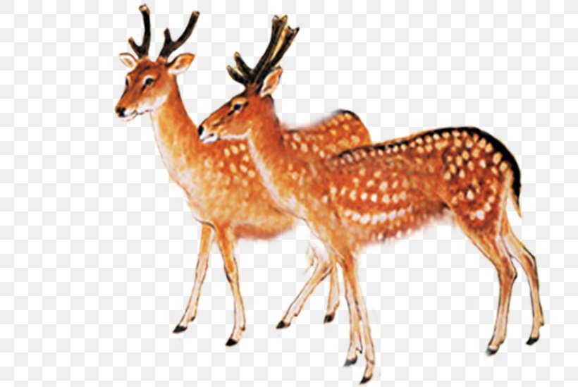 Red Deer Sika Deer, PNG, 731x549px, Deer, Antler, Fauna, Gratis, Mammal Download Free