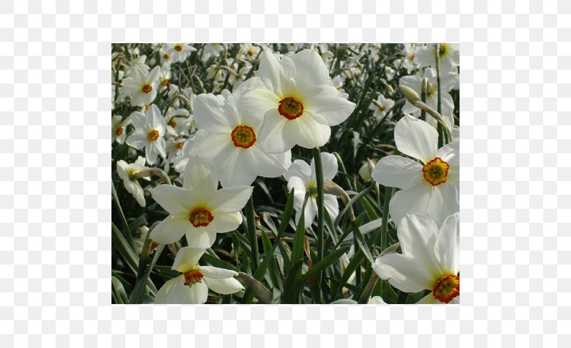 Shrub, PNG, 500x500px, Shrub, Amaryllis Family, Flower, Flowering Plant, Narcissus Download Free