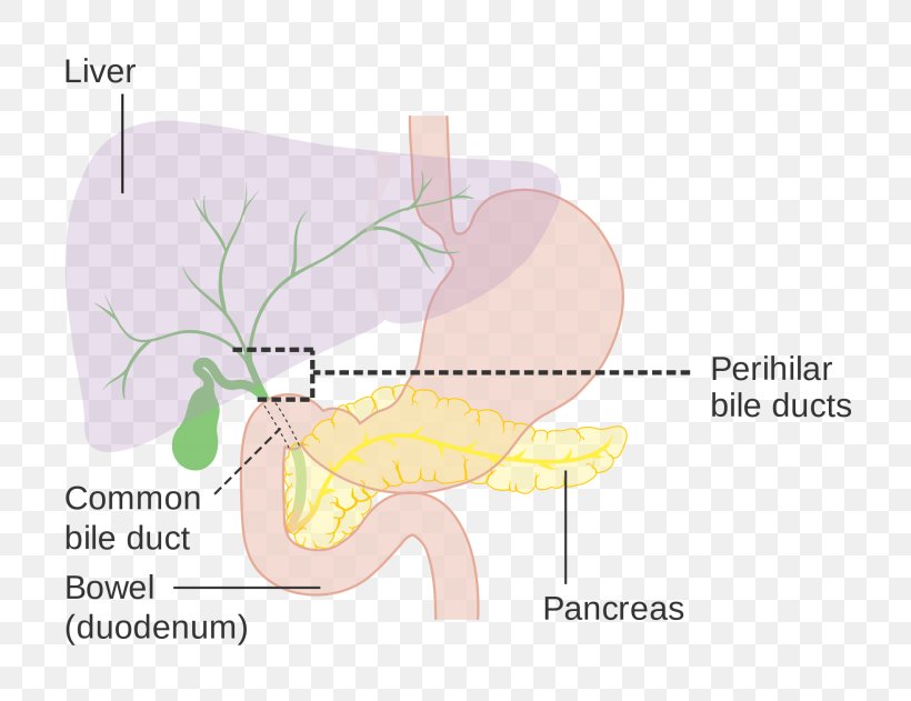 Common Bile Duct Biliary Tract Gallbladder, PNG, 768x631px, Watercolor, Cartoon, Flower, Frame, Heart Download Free