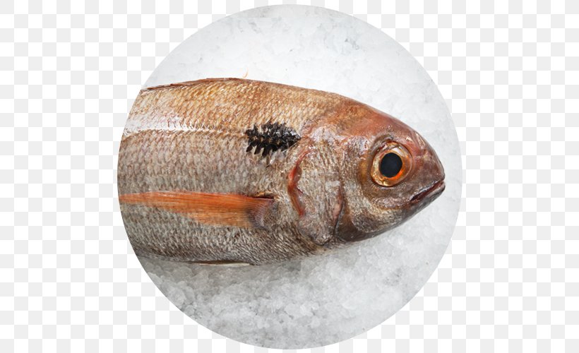 Fauna Oily Fish Perch, PNG, 500x500px, Fauna, Fish, Oily Fish, Perch, Seafood Download Free