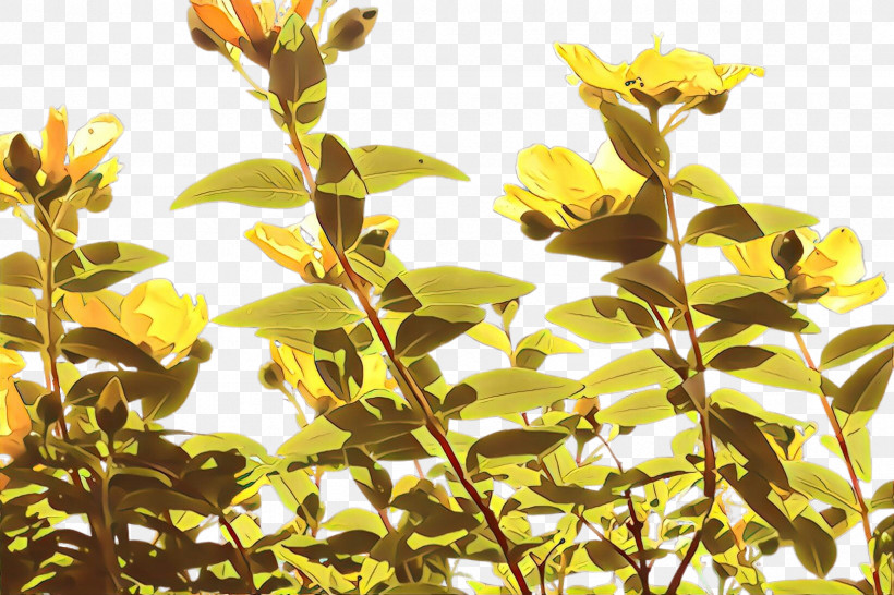 Flower Plant Yellow Leaf Branch, PNG, 2448x1632px, Flower, Branch, Hypericum, Leaf, Plant Download Free