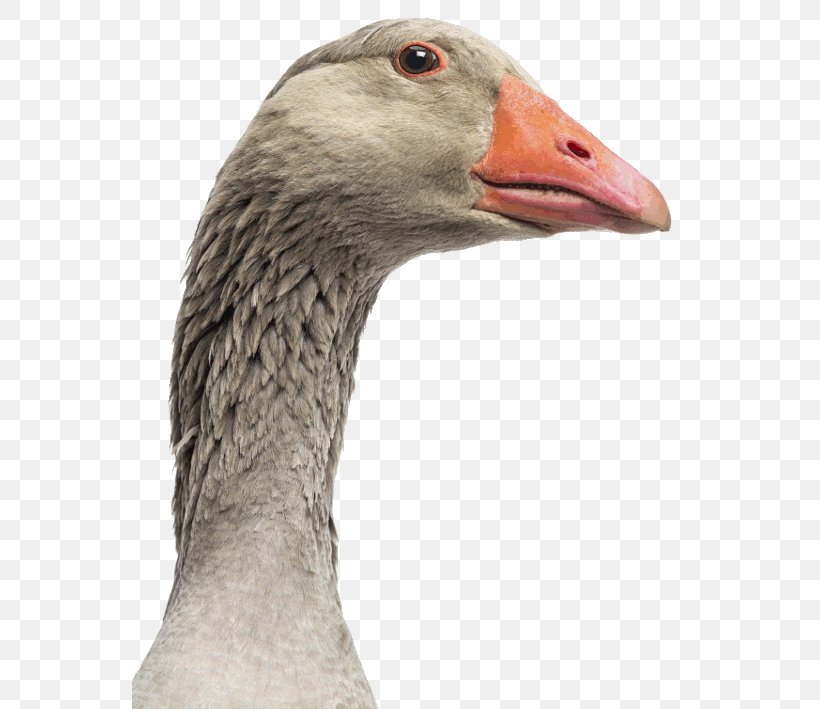 Greylag Goose Indian Runner Duck Bird, PNG, 555x709px, Goose, Anatidae, Beak, Bird, Black Swan Download Free