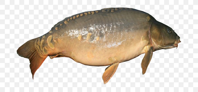 Mirror Carp Fish, PNG, 700x380px, Carp, Bighead Carp, Bony Fish, Carp Fishing, Common Carp Download Free