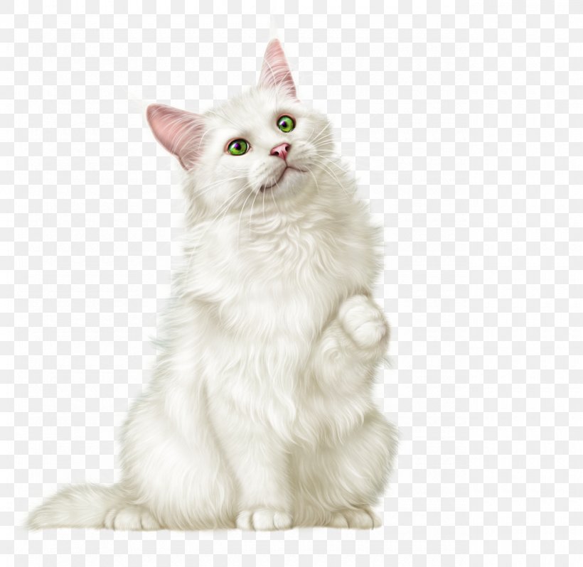 Whiskers Maine Coon Cymric Turkish Van Asian Semi-longhair, PNG, 1280x1246px, Whiskers, Animal Illustrations, Asian Semi Longhair, Asian Semilonghair, Burmilla Download Free