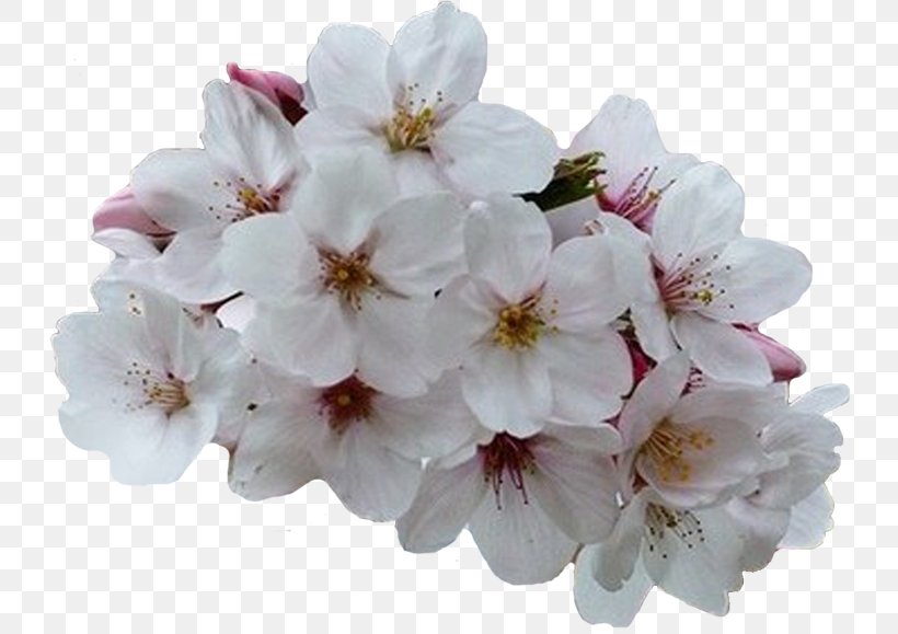 Cherry Blossom Flower Bouquet Spring Clip Art, PNG, 741x579px, Cherry Blossom, Blossom, Branch, Flower, Flower Bouquet Download Free