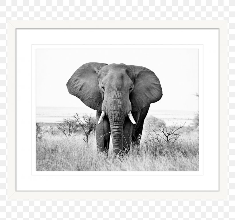 Indian Elephant African Elephant Elephants Painting Tusk, PNG, 768x768px, Indian Elephant, African Elephant, Animal, Black And White, Cattle Like Mammal Download Free