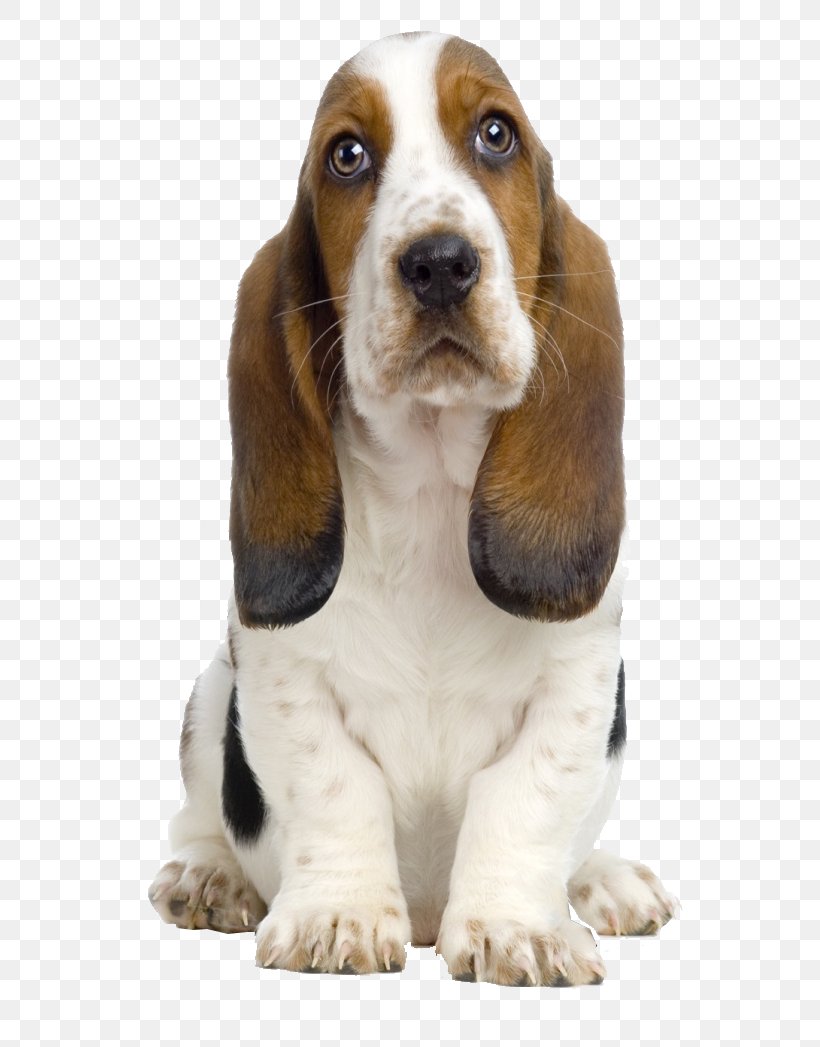 Basset Hound Beagle Bull Terrier Boston Terrier Bichon Frise, PNG, 582x1047px, Basset Hound, Airedale Terrier, Australian Cattle Dog, Basenji, Beagle Download Free