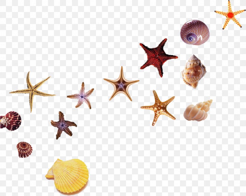 Beach Starfish Sea Hotel, PNG, 1278x1017px, Beach, Gratis, Hotel, Ifwe, Invertebrate Download Free