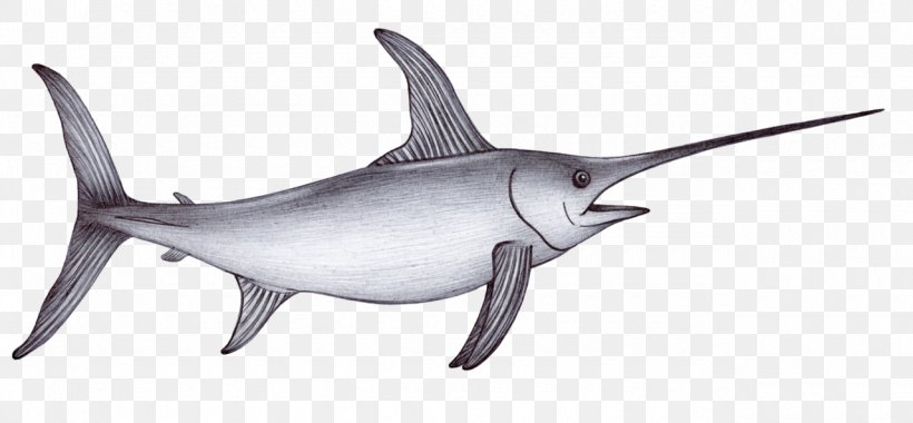 Drawing Sea Shark Swordfish Sketch, PNG, 1280x594px, Drawing, Animal, Animal Figure, Fish, Frilled Shark Download Free