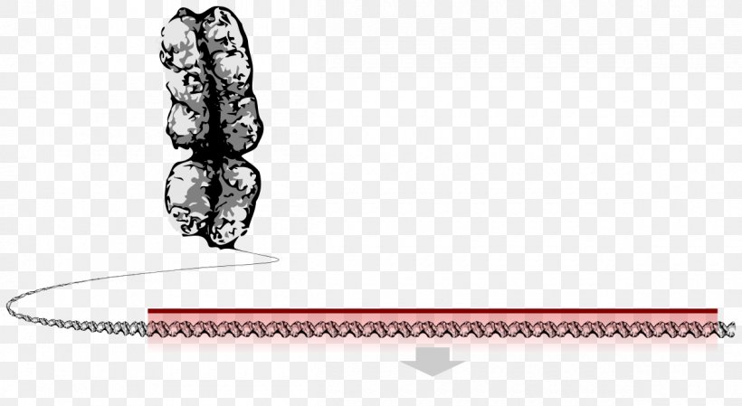 Genetic Recombination DNA Chromosome Base Pair, PNG, 1200x658px, Gene, Adn Escombraries, Base Pair, Chromosome, Coding Region Download Free