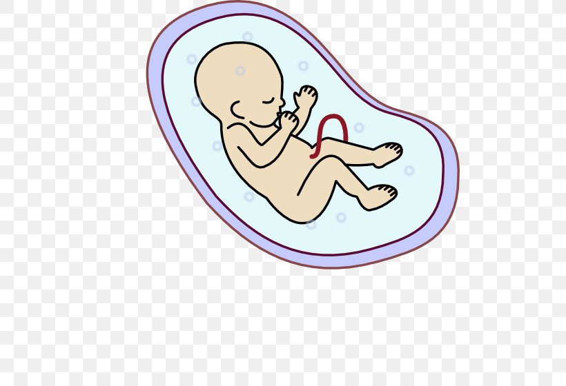 Human Embryogenesis Fetus Clip Art, PNG, 512x560px, Watercolor, Cartoon, Flower, Frame, Heart Download Free