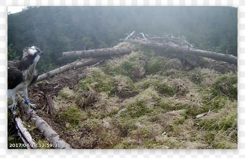 Mountain Ridge Hill Mount Scenery Plant Community, PNG, 2720x1762px, Mountain, Escarpment, Forest, Geological Phenomenon, Geology Download Free