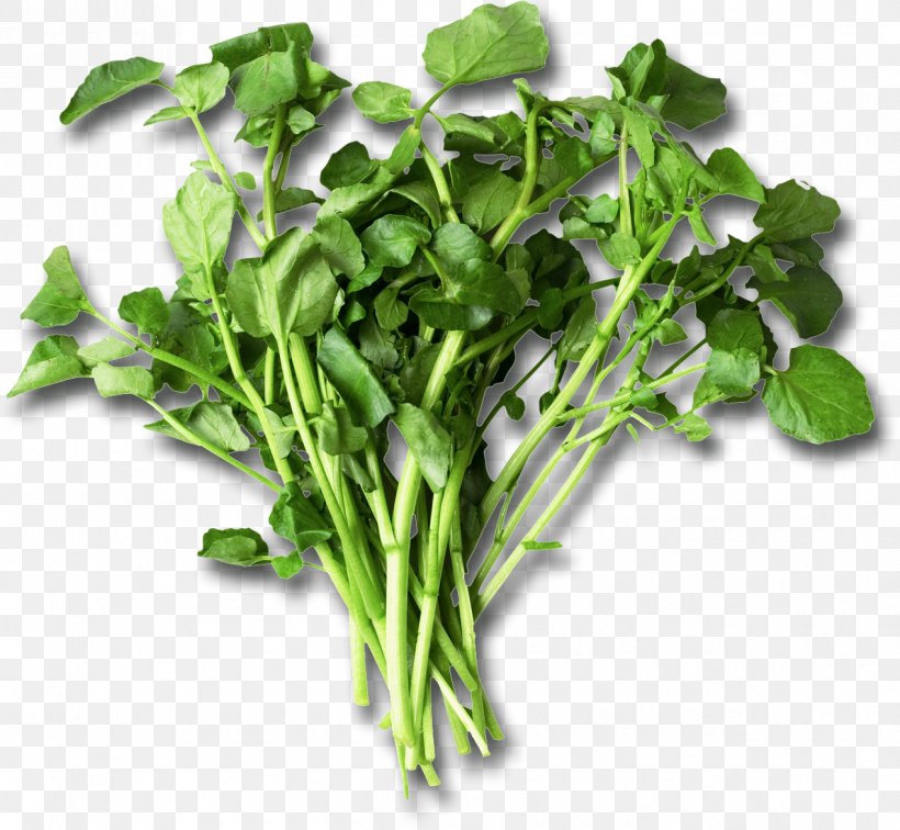 Nutrient Leaf Vegetable Watercress Eating Food, PNG, 1270x1171px, Nutrient, Choy Sum, Diet, Eating, Food Download Free