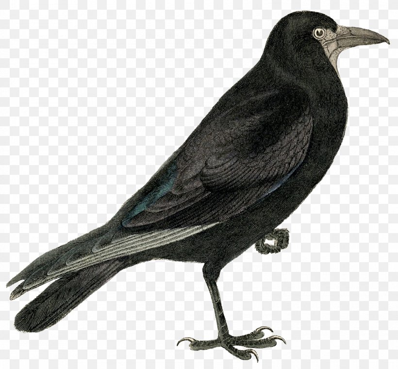 Rook Common Raven Crow Clip Art, PNG, 1500x1391px, Rook, American Crow, Beak, Bird, Blackbird Download Free