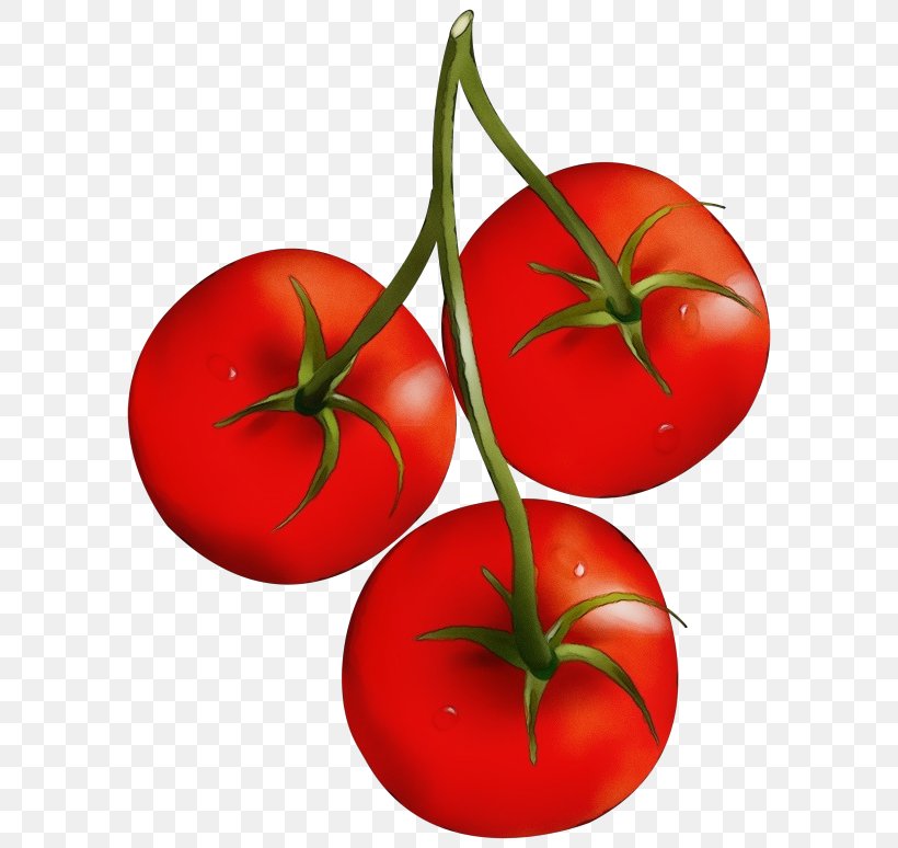 Tomato, PNG, 600x774px, Watercolor, Bush Tomato, Cherry Tomatoes, Fruit, Natural Foods Download Free