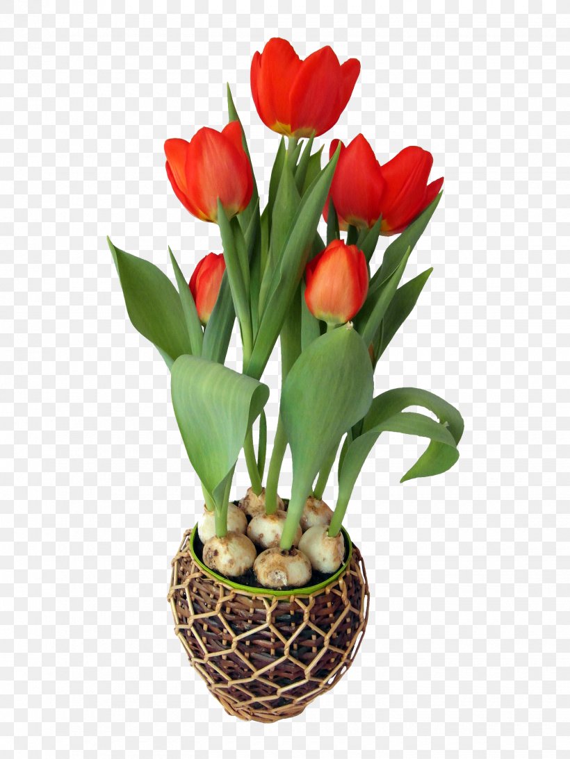 Tulip Flower Bulb Clip Art, PNG, 1440x1920px, Tulip, Bulb, Cut Flowers, Daffodil, Floral Design Download Free