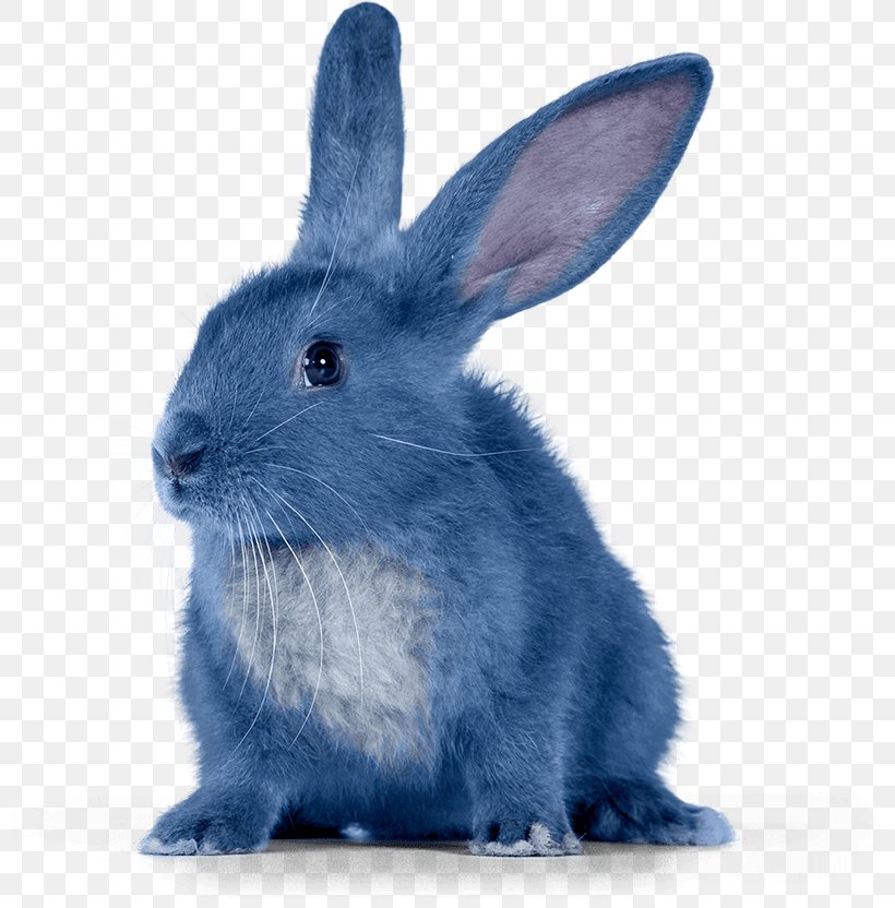Krosh Rabbit Sovunya Pin Animation, PNG, 800x832px, Krosh, Animal, Animation, Domestic Rabbit, Hare Download Free