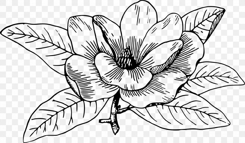Southern Magnolia Chinese Magnolia Magnolia Campbellii Flowering Dogwood Drawing, PNG, 2397x1406px, Southern Magnolia, Artwork, Black And White, Chinese Magnolia, Coloring Book Download Free