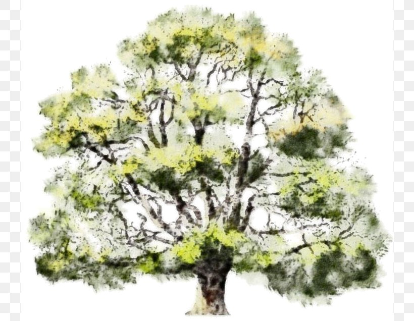 Tree Watercolor Painting Oak Drawing, PNG, 736x636px, Tree, Architectural Rendering, Architecture, Branch, Drawing Download Free