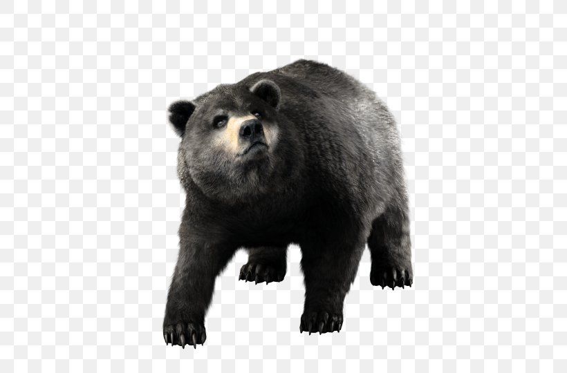 Assassin's Creed III American Black Bear Grizzly Bear Assassin's Creed IV: Black Flag, PNG, 700x540px, American Black Bear, Alaska Peninsula Brown Bear, Animal, Animal Sauvage, Assassins Download Free