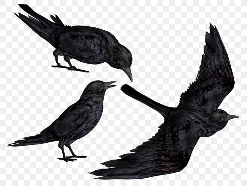 Crows Bird Clip Art, PNG, 1024x773px, 3d Rendering, American Crow, Bbcode, Beak, Bird Download Free