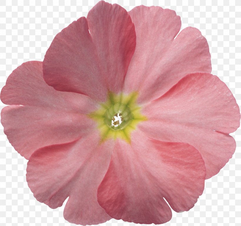 Flower Desktop Wallpaper, PNG, 1510x1419px, Flower, Annual Plant, Blume, Flowering Plant, Garden Roses Download Free
