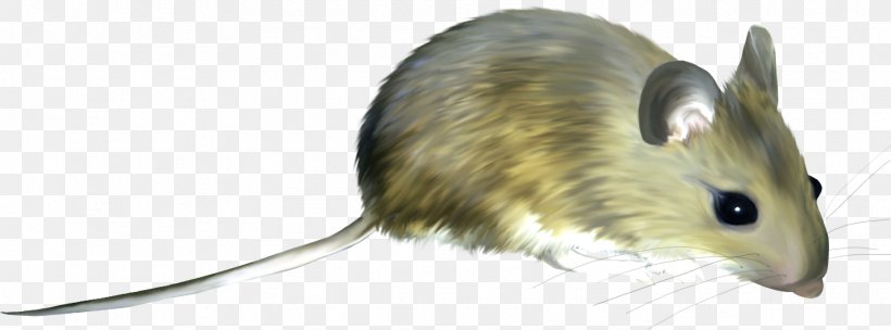 Computer Mouse Rodent Cat Clip Art, PNG, 1825x678px, Computer Mouse, Animal, Cat, Common Degu, Degu Download Free
