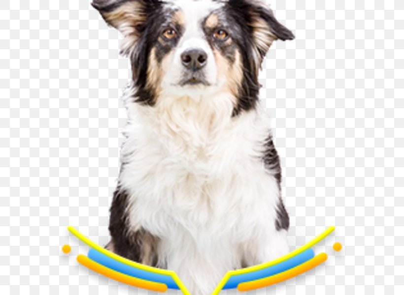 Dog Breed Australian Shepherd Miniature American Shepherd Border Collie Rough Collie, PNG, 600x600px, Dog Breed, Australian Shepherd, Border Collie, Breed, Carnivoran Download Free