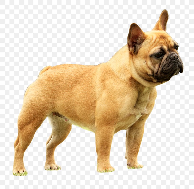 Toy Bulldog French Bulldog Olde English Bulldogge Dorset Olde Tyme Bulldogge, PNG, 800x798px, Toy Bulldog, Breed, Breeder, Bulldog, Bulldog Breeds Download Free