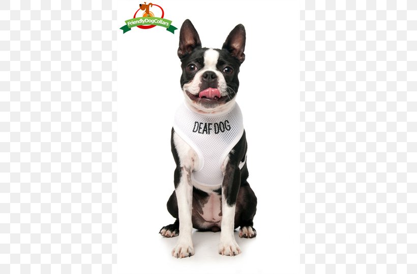 Boston Terrier Dog Breed Bull Terrier Companion Dog Dog Harness, PNG, 500x540px, Boston Terrier, Breed, Bull Terrier, Carnivoran, Collar Download Free