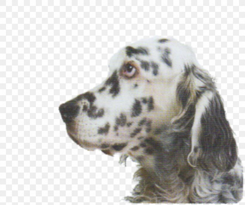 English Setter Russian Spaniel Dog Breed Companion Dog, PNG, 990x832px, English Setter, Breed, Carnivoran, Companion Dog, Dog Download Free