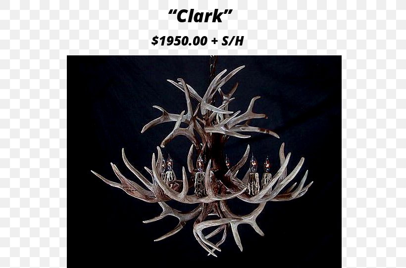 Antler White-tailed Deer Elk Chandelier, PNG, 736x542px, Antler, Antlers By Cody, Chandelier, Deer, Electric Light Download Free