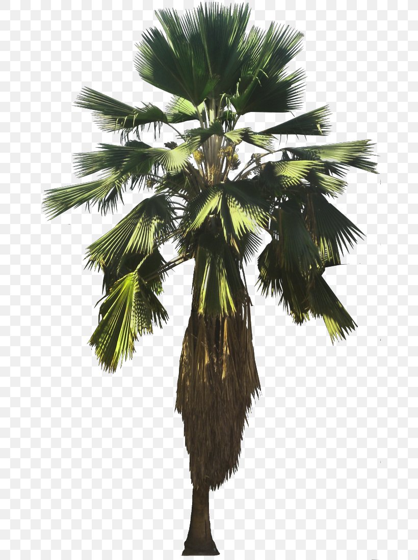 Asian Palmyra Palm Attalea Speciosa Pritchardia Pacifica Arecaceae Pritchardia Thurstonii, PNG, 674x1100px, Asian Palmyra Palm, Areca Nut, Areca Palm, Arecaceae, Arecales Download Free