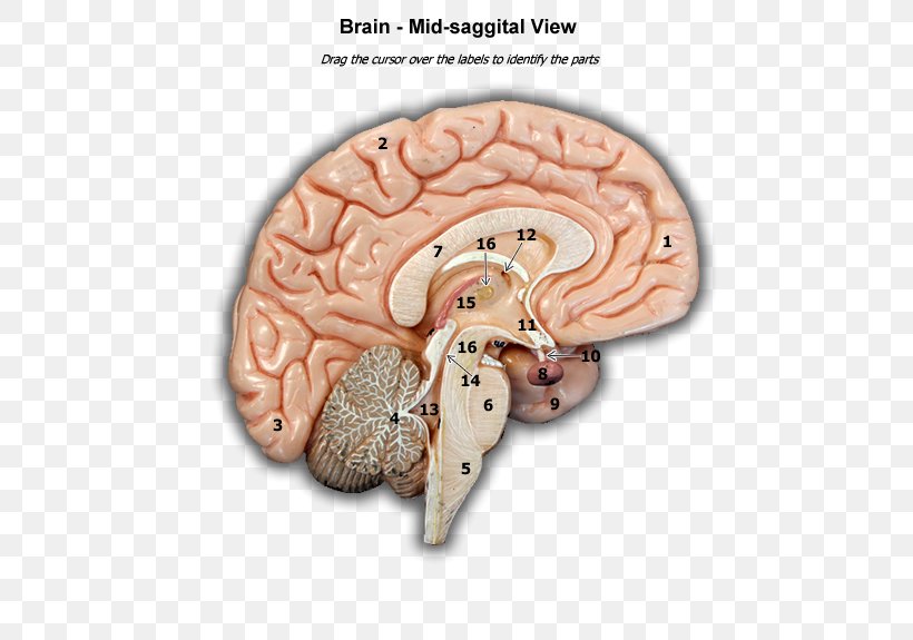 Brain Organism, PNG, 600x575px, Brain, Organism Download Free