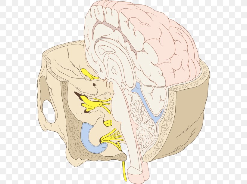 Brainstem Cranial Nerves Inner Ear Human Brain, PNG, 574x612px, Watercolor, Cartoon, Flower, Frame, Heart Download Free
