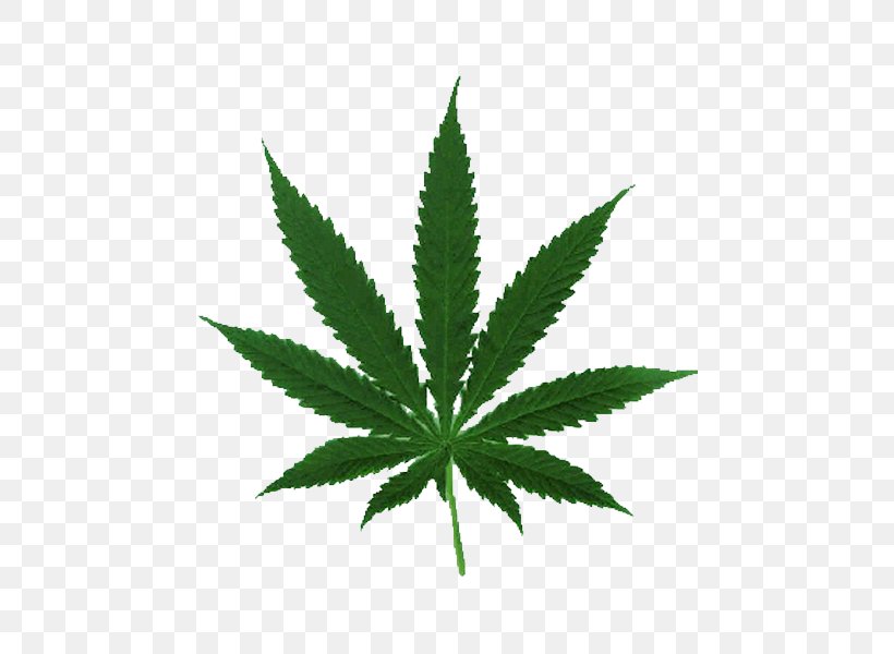 Cannabis Ruderalis Leaf Cannabis Cultivation Legalization, PNG, 600x600px, Cannabis, Cannabis Cultivation, Cannabis Ruderalis, Drug, Hash Oil Download Free