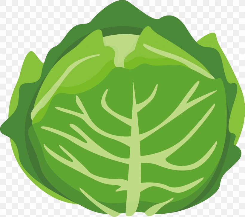 Chinese Cabbage Vegetable Cartoon, PNG, 2427x2154px, Cabbage, Architecture, Cartoon, Chinese Cabbage, Color Download Free